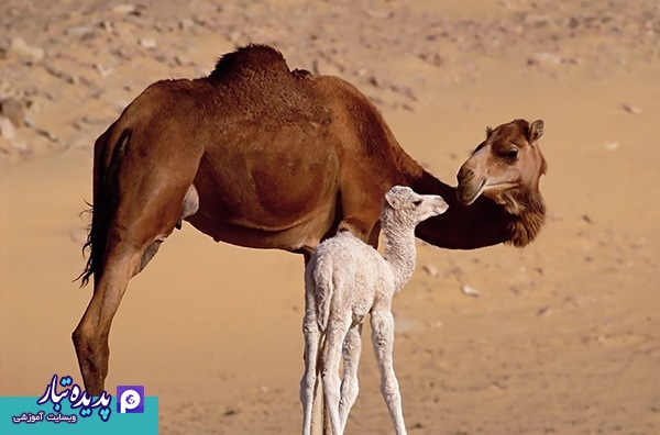 مادر و فرزند