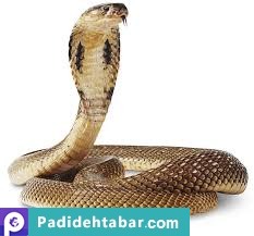 اثر مار کبری و تفکر سیستمی