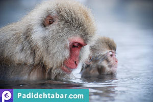 نظریه صدمین میمون (توده بحرانی گونه ها )