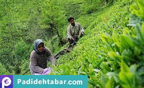 آفت؛ سوغاتی 15 ساله‌ واردات