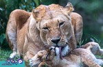 مادر و فرزند