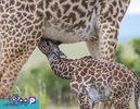 مادر و فرزند